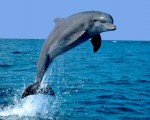 Delfín