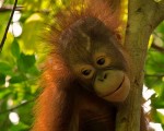 Orangután de Borneo