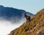 Cabra salvaje de los Alpes