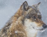 Lobo y nieve