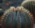 Cactus erizo