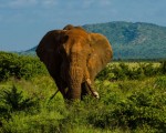 Elefante en Kenya