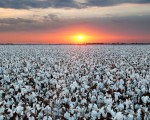 Campos de algodón